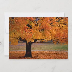 automne 1