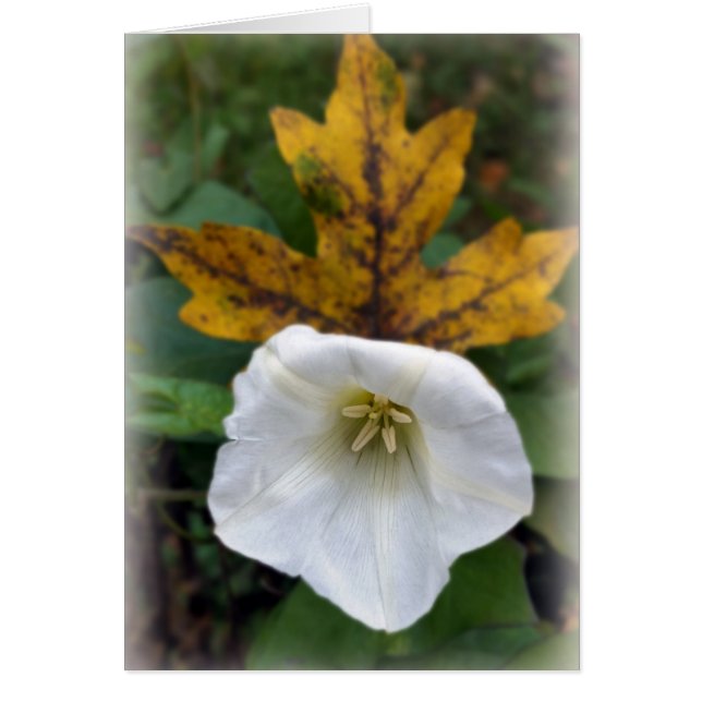 automne après été (Devant)