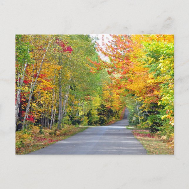 Automne Chemin des couleurs Québec Carte postale C (Devant)