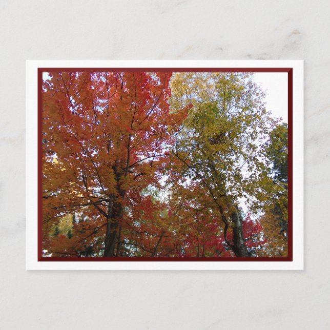 Automne dans le nord du Minnesota Carte postale (Devant)