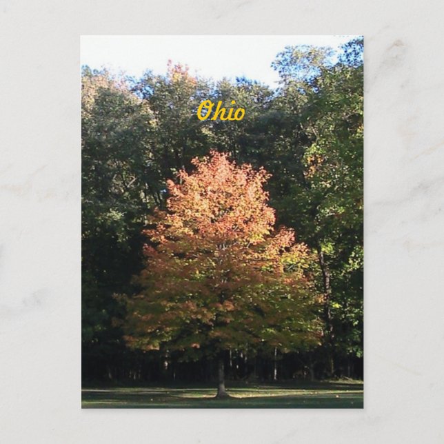 Automne en Ohio Carte postale (Devant)