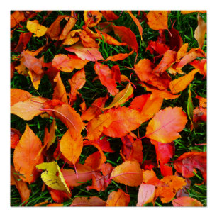 Automne Feuille Texture Poster parfait