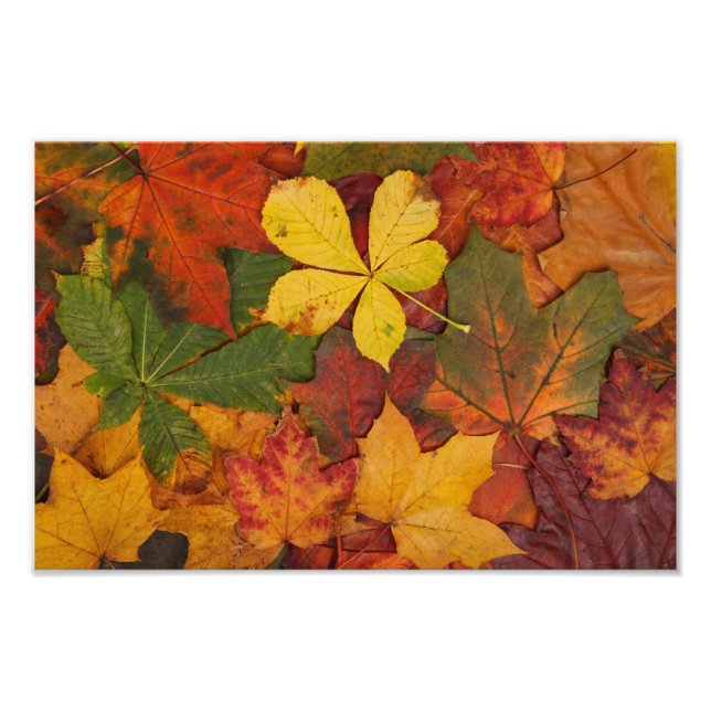 Automne Feuilles Automne Photo Imprimer (Devant)
