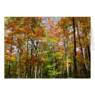 Automne Forêt II Automne Paysage Photographie
