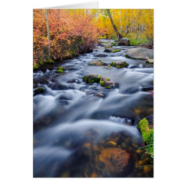 Automne le long du ruisseau de Lundy, Californie (Devant)