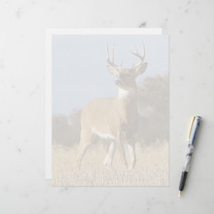 Automne Whitetail Buck