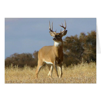 Automne Whitetail Buck