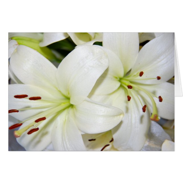 Autres Lys blancs (Devant horizontal)