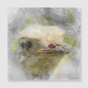 autruche