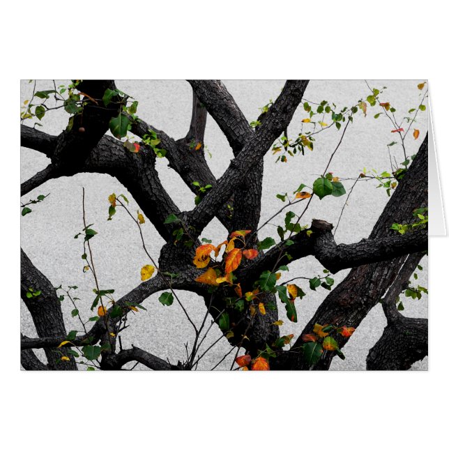 Autumn Tree Branches (Devant horizontal)