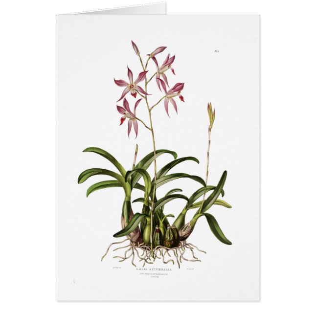 Autumnalis de Laelia (Devant)
