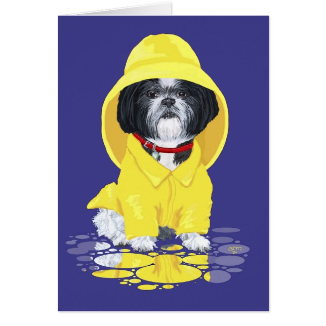 Averses d'avril de Shih Tzu (Devant)