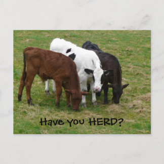 Avez-vous HERD ? Carte postale Trois Vaches