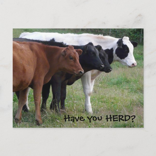 Avez-vous HERD ? Carte postale Trois Vaches (Devant)