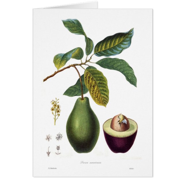 Avocat (Persea americana) (Devant)