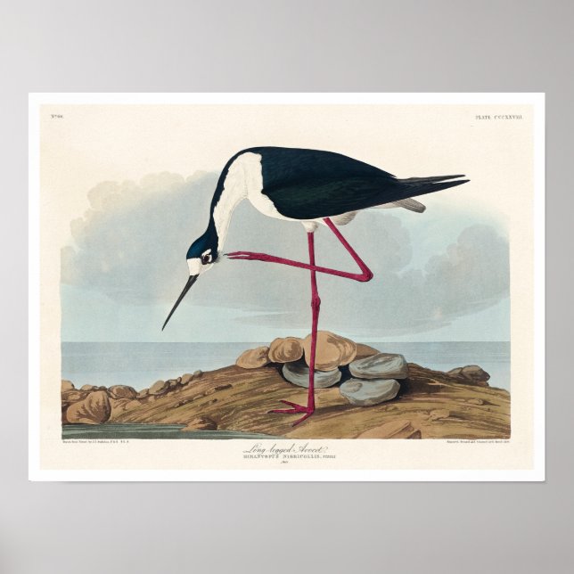 Avocet à pattes longues par Audubon Poster (Devant)