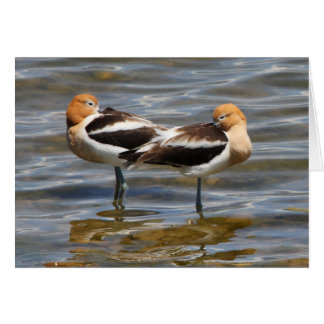 Avocette américaine