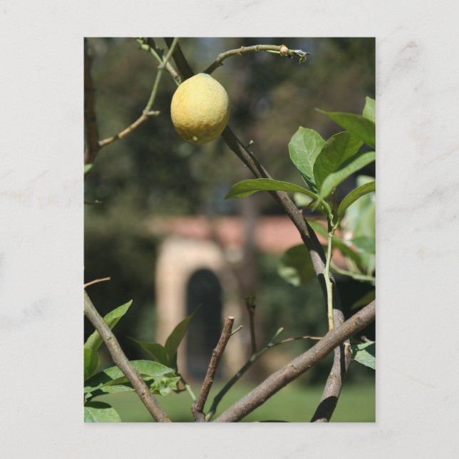 avoir le goût du limoncello carte postale (Devant)