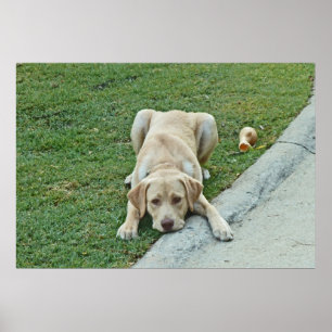 AY- affiche boudante de chiot jaune de Labrador