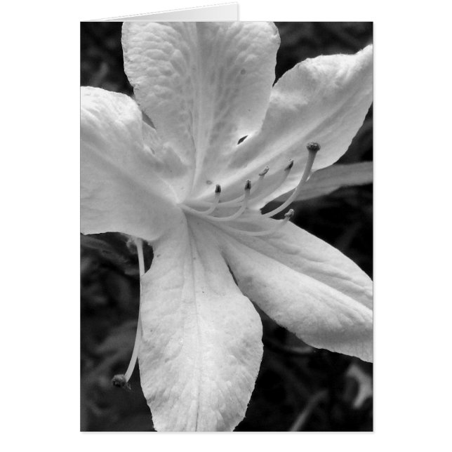 Azalea (Devant)