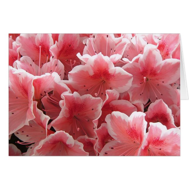 Azalea #1 (Devant horizontal)