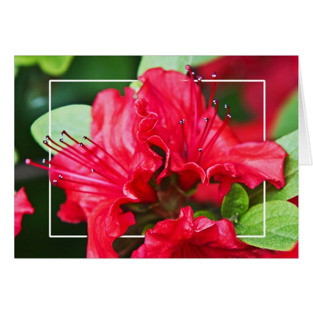 Azalea Blossoms (Devant horizontal)