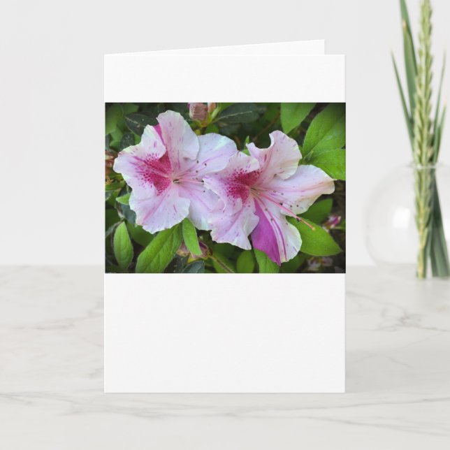 Azalea, carte (Devant)