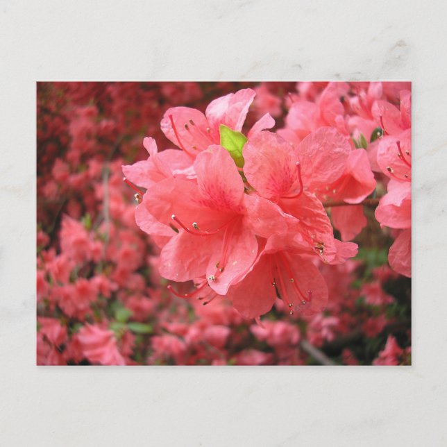 Azalea Field - Carte postale (Devant)