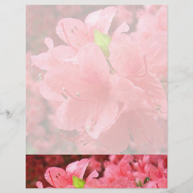 Azalea Field - En-tête (Devant)