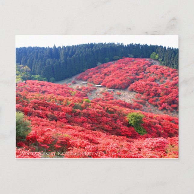 Azalea Scenery : Carte postale (Devant)