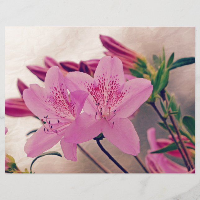 Azaleas (Devant)