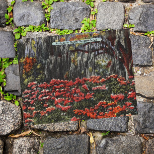 Azaleas en fleur à Savannah GA Cartes postales