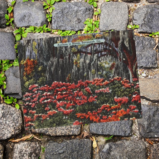 Azaleas en fleur à Savannah GA Cartes postales (Créateur téléchargé)