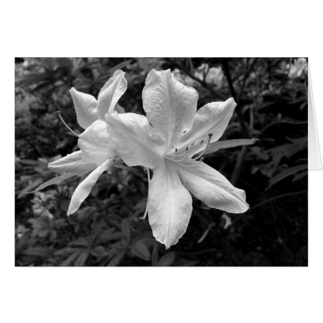 Azaleas / Rhododendrons en B&W (Devant horizontal)