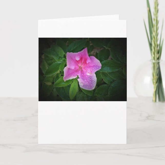 Azalée, carte (Devant)