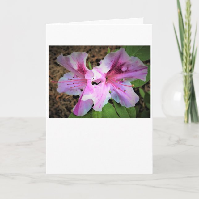 Azalée, carte (Devant)