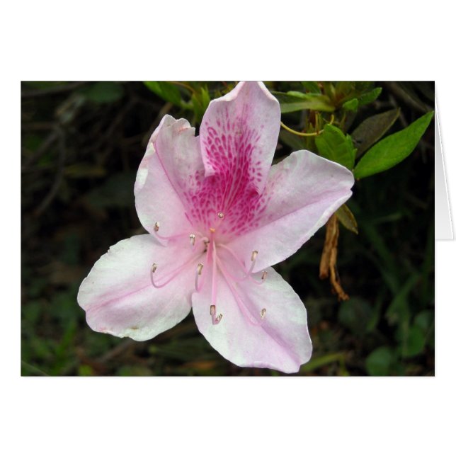 Azalée rose et blanche (Devant horizontal)