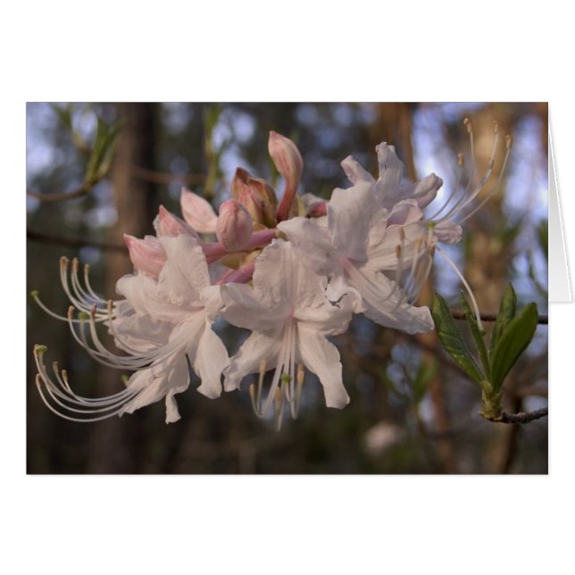 Azalée sauvage (Devant Horizontal)