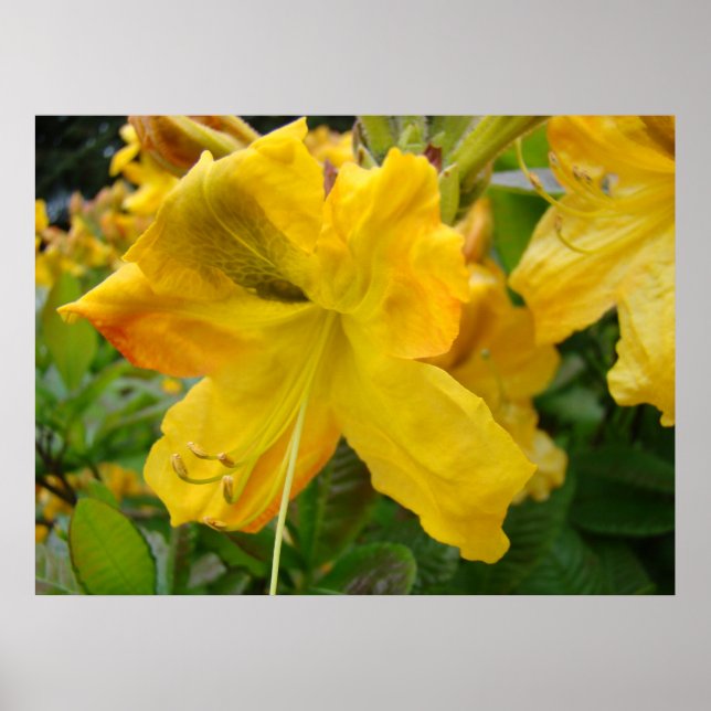 AZALÉES 10 Fleurs d'Azalée Jaune Affiches d'Art Im (Devant)