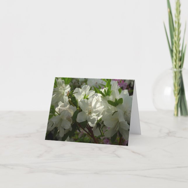 Azalées blanches ensoleillées Belles fleurs de pri (Devant)