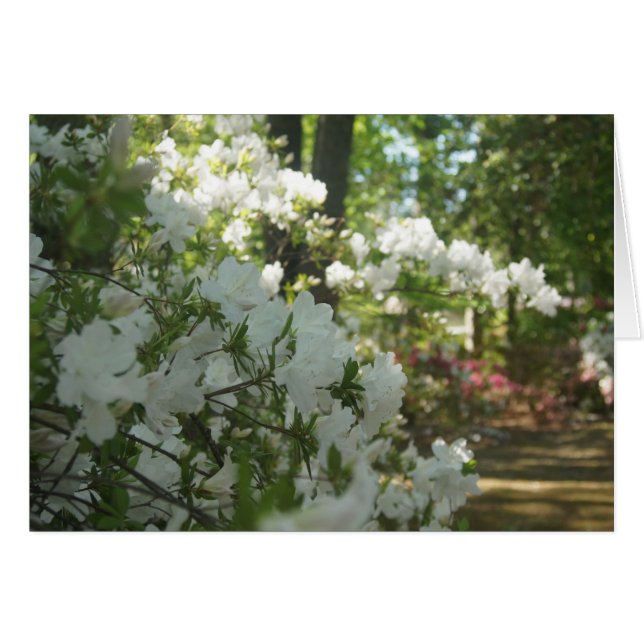 Azalées en blanc (Devant Horizontal)