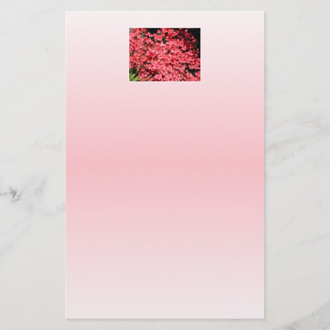 Azalées. Jolies Fleurs Roses. (Devant)