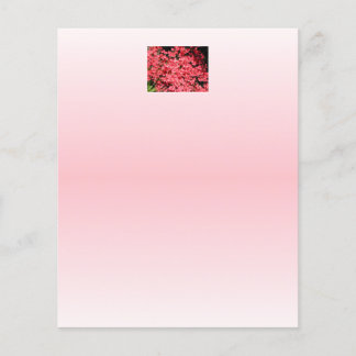 Azalées. Jolies Fleurs Roses.