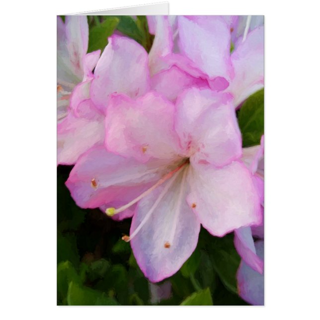 Azalées roses (Devant)