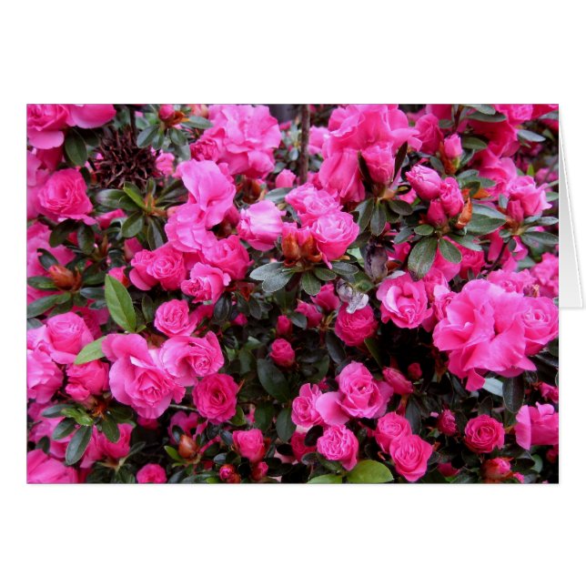 Azalées roses (Devant horizontal)