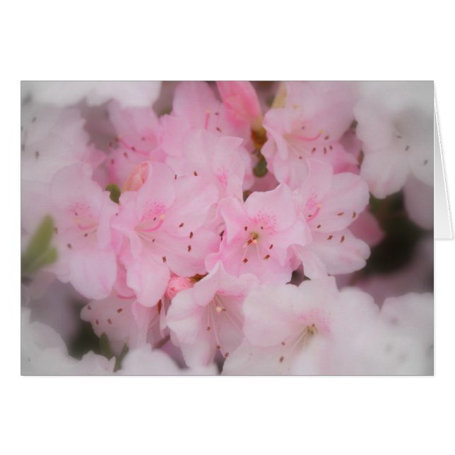 Azalées roses (Devant Horizontal)