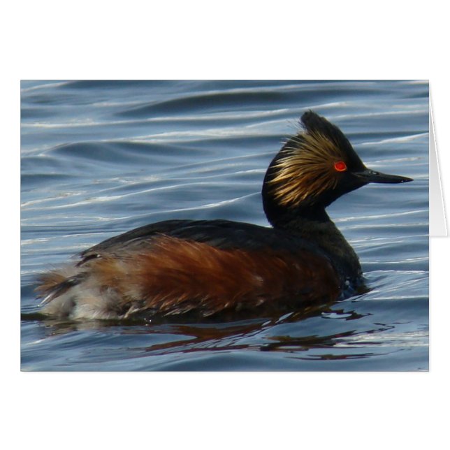B13 Grebe comblé (Devant horizontal)