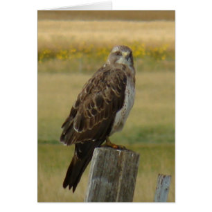 B33 Le faucon de Swainson