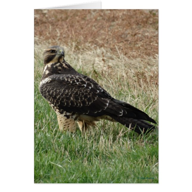 B52 Swainson's Hawk (Devant)