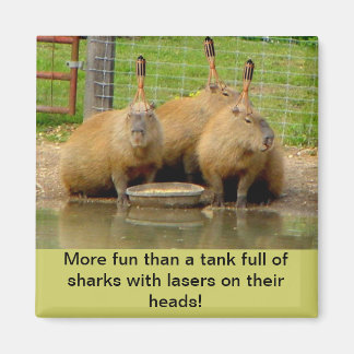 B - Magnet capybara humoristique